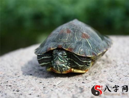 梦见乌龟爬入门内